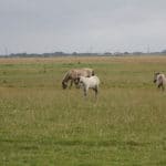 Deichlaeufer-FeWo-Umgebung_Pferd_001