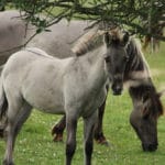 Deichlaeufer-FeWo-Umgebung_Pferd_002