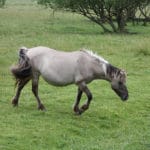 Deichlaeufer-FeWo-Umgebung_Pferd_003